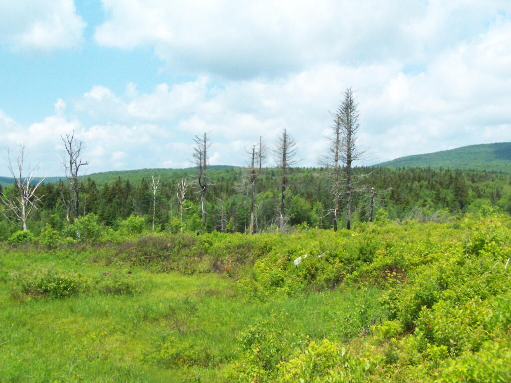 Photo: Trees Along Meadow