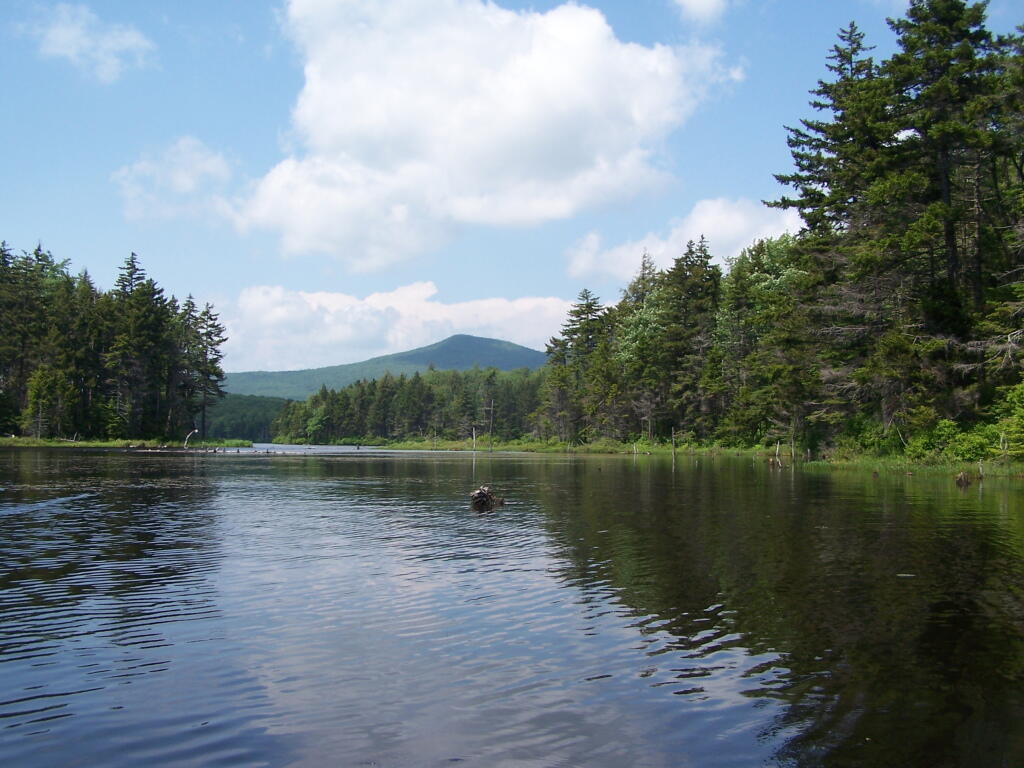 Photo: Marshy End of Grout Pond