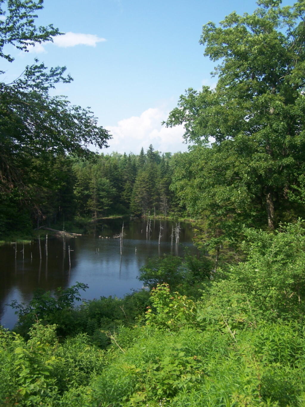 Photo: Branch Pond Brook