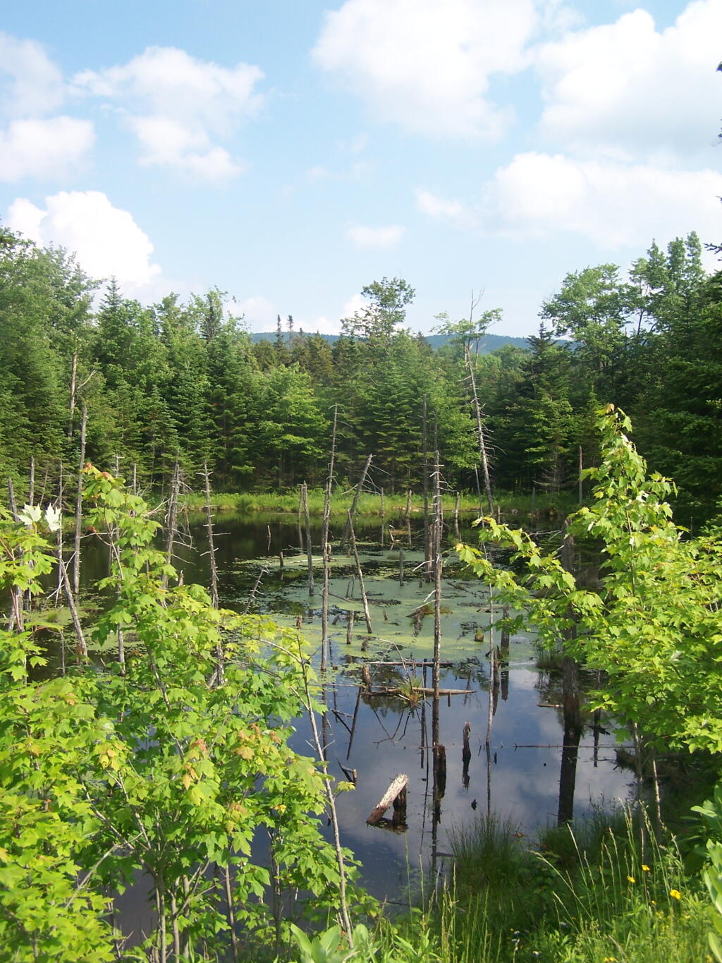 Photo: Wetlands Along FR 70