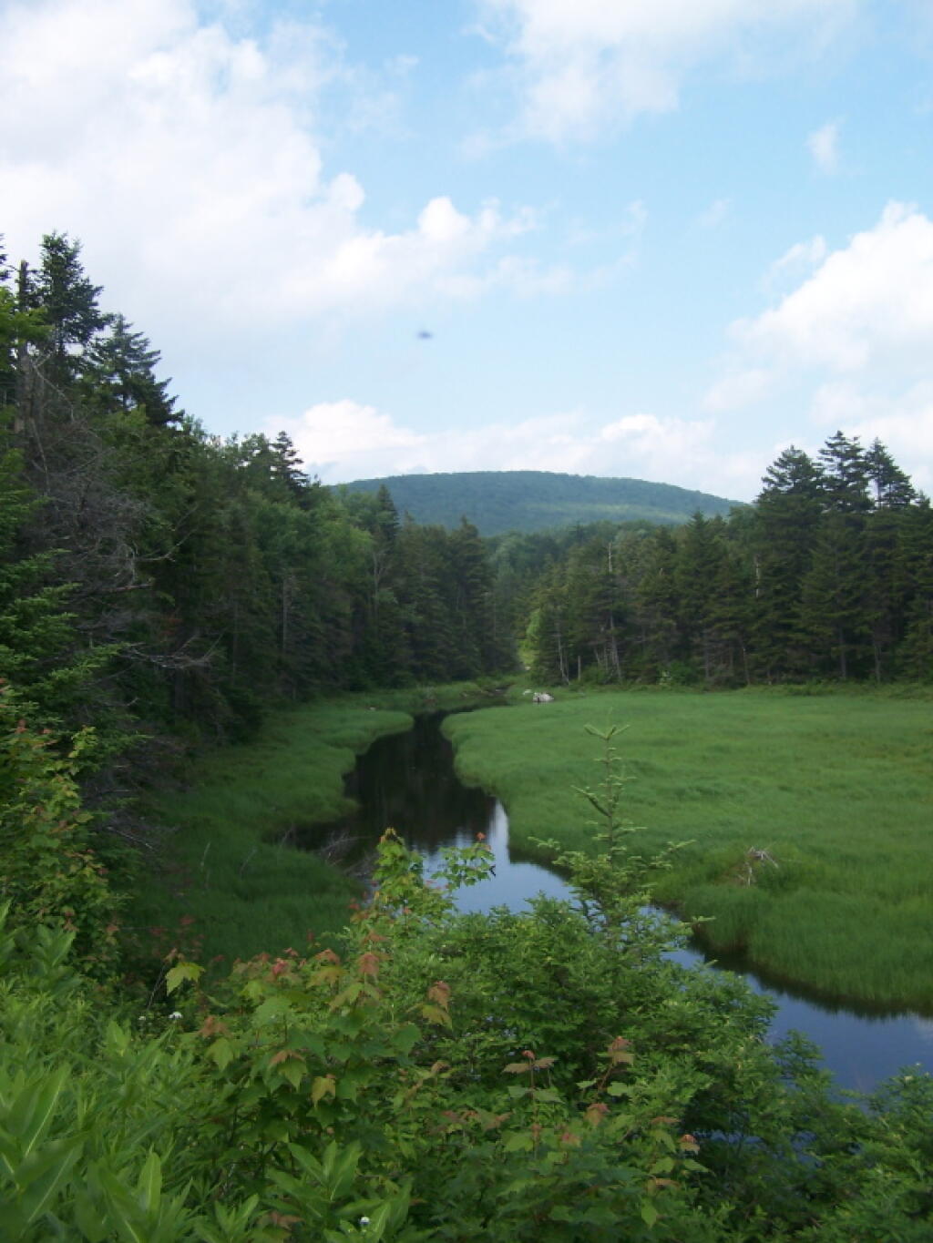Photo: North Alder Brook