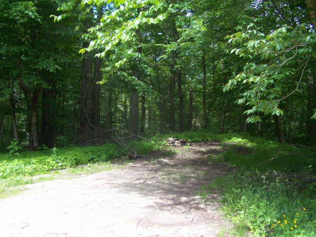Photo: Roadside Campsite on FR 71