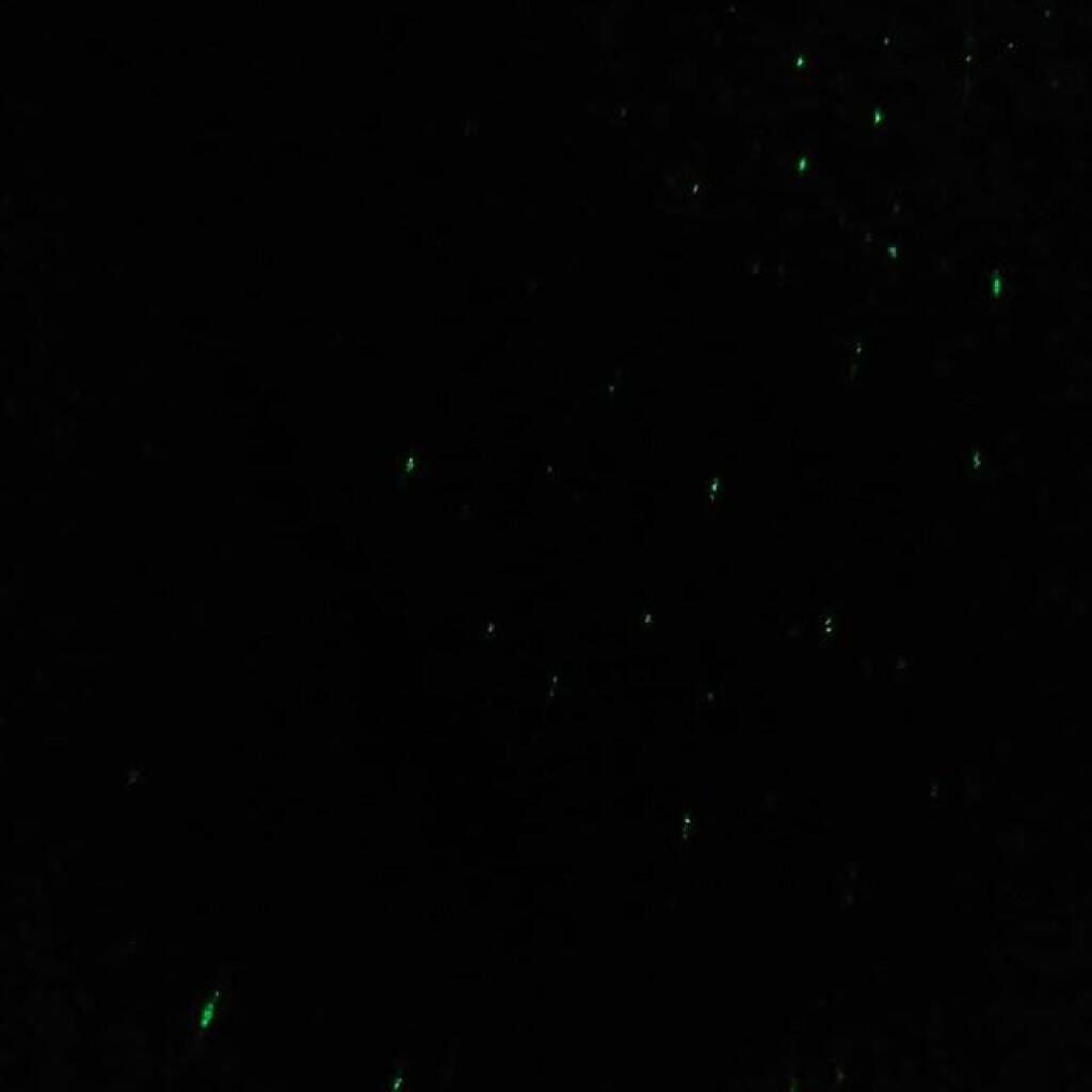 Photo: Artificial fireflies