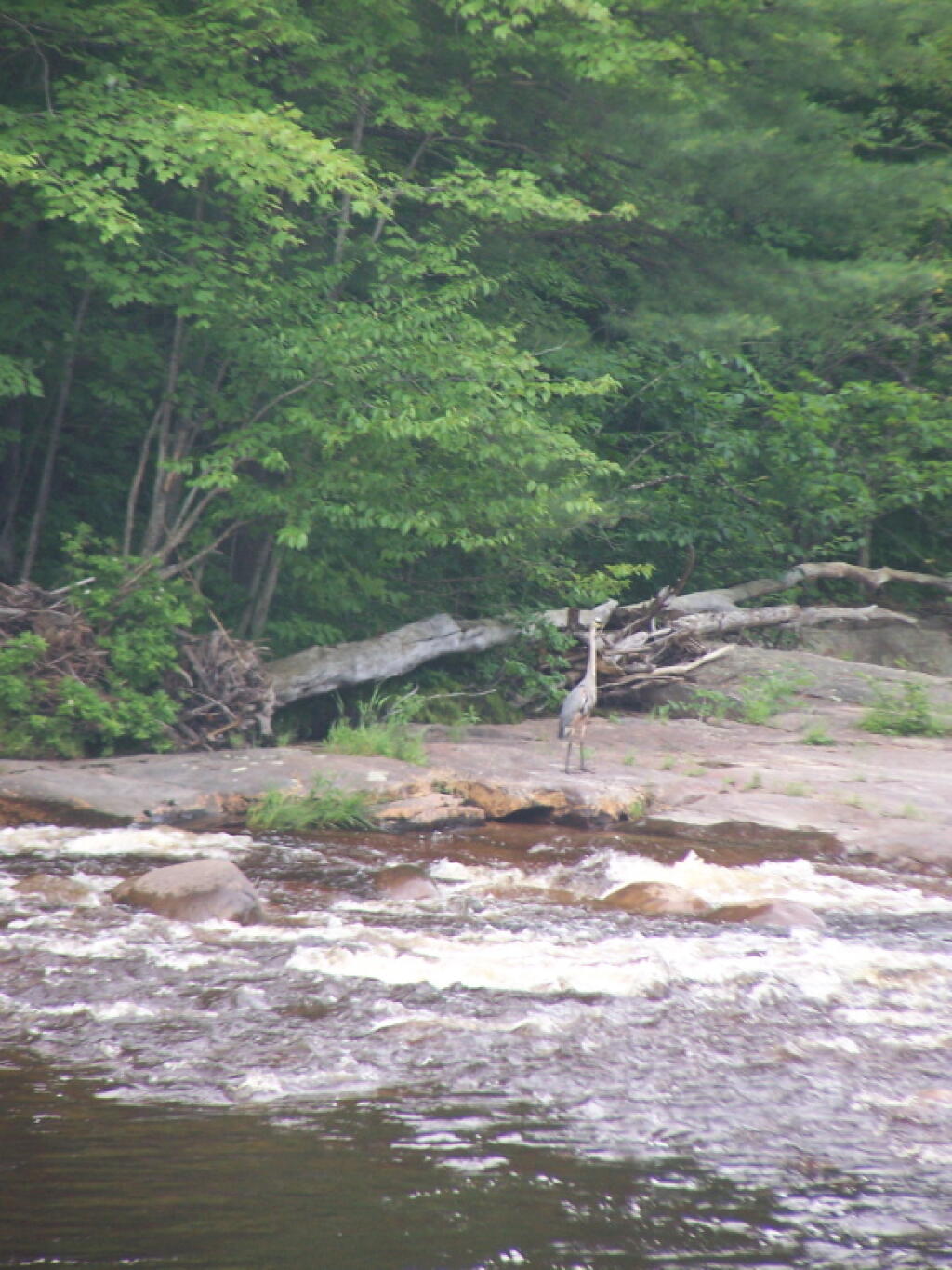 Photo: Great Blue Heron on Otter Creek