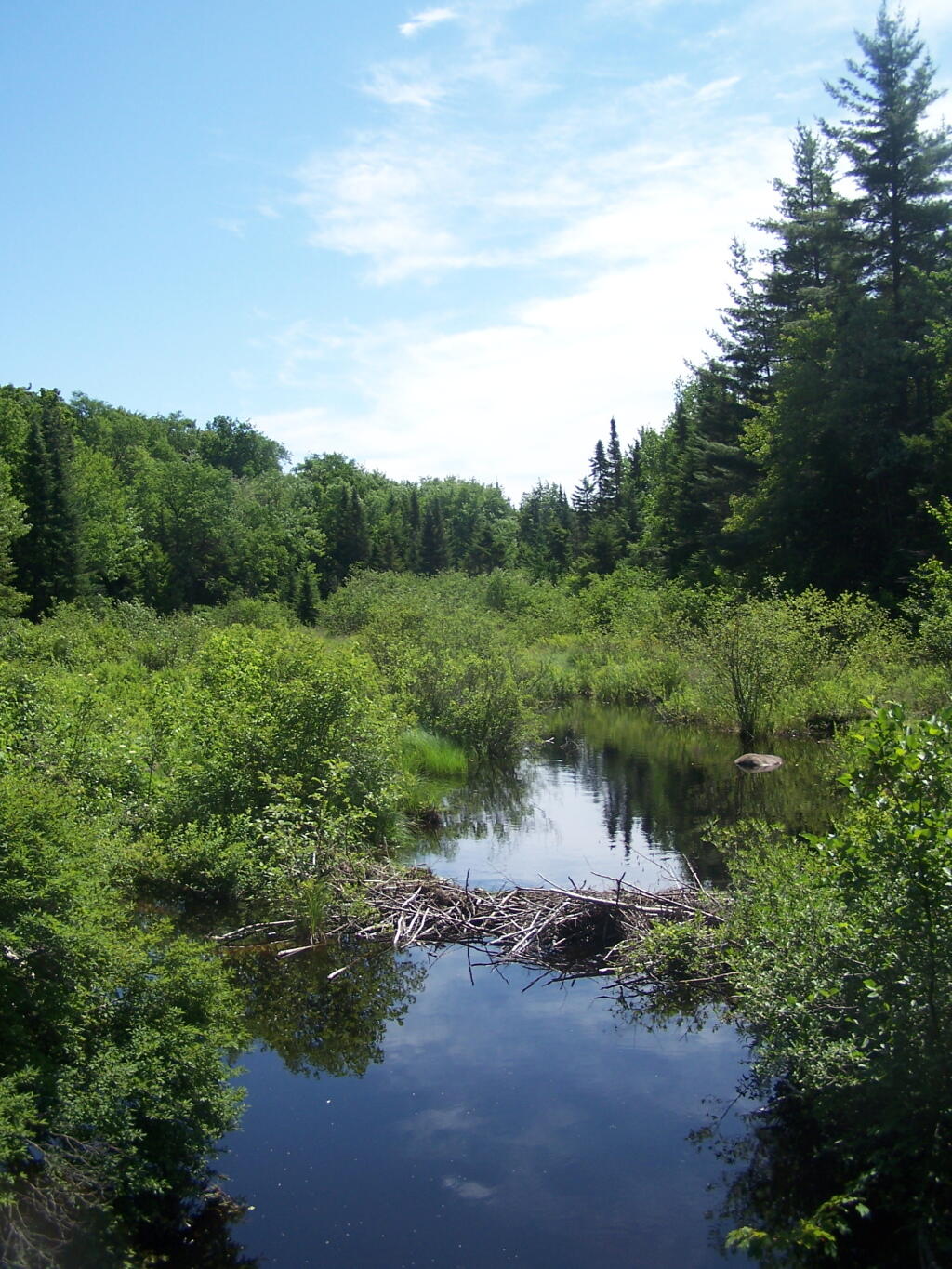 Photo: Unamed Stream Along Bald Mountain Road