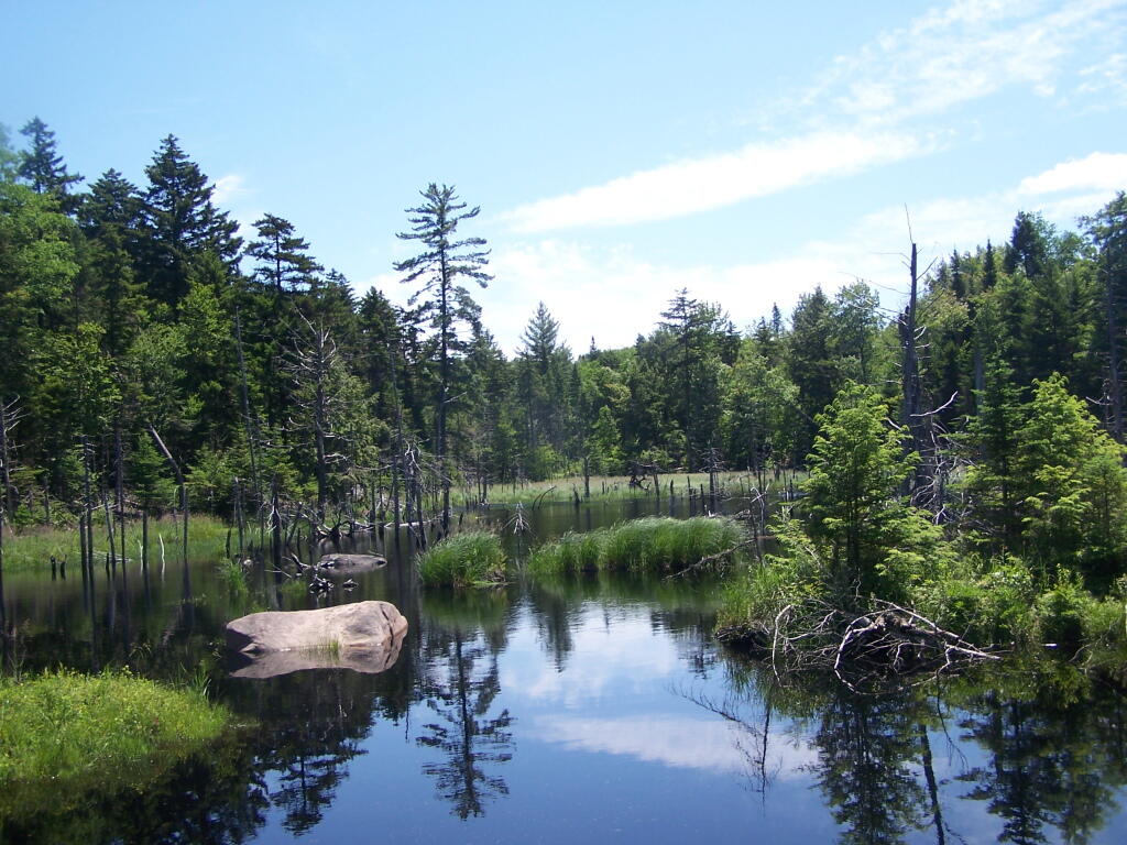 Photo: Little Mouldy Pond Outlet