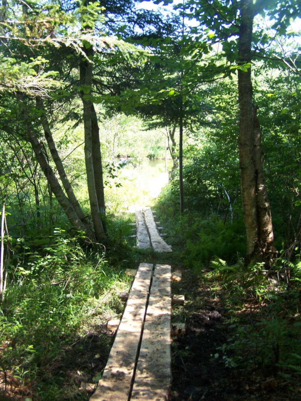 Photo: Board Walk Out to Mud Creek