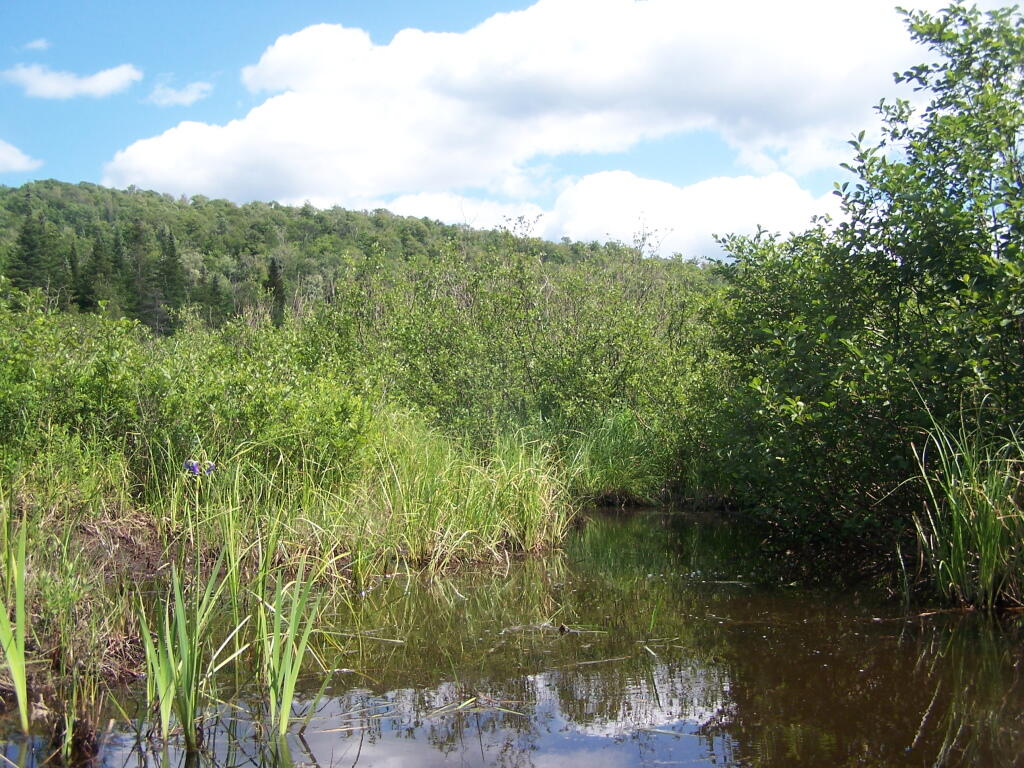Photo: Small Channel off the Mud River