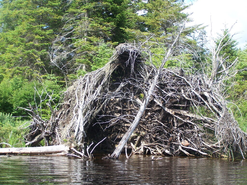 Photo: Root System of Giant Tree Rotting in Streeter Lake