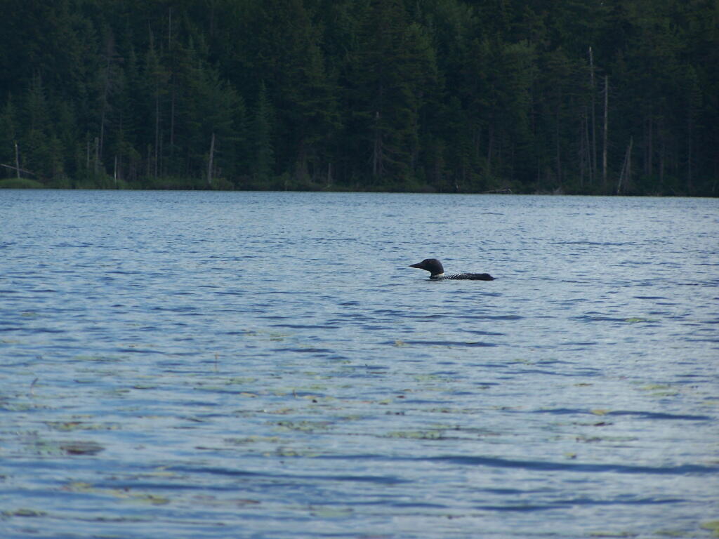 Photo: Loon on Streeter Lake