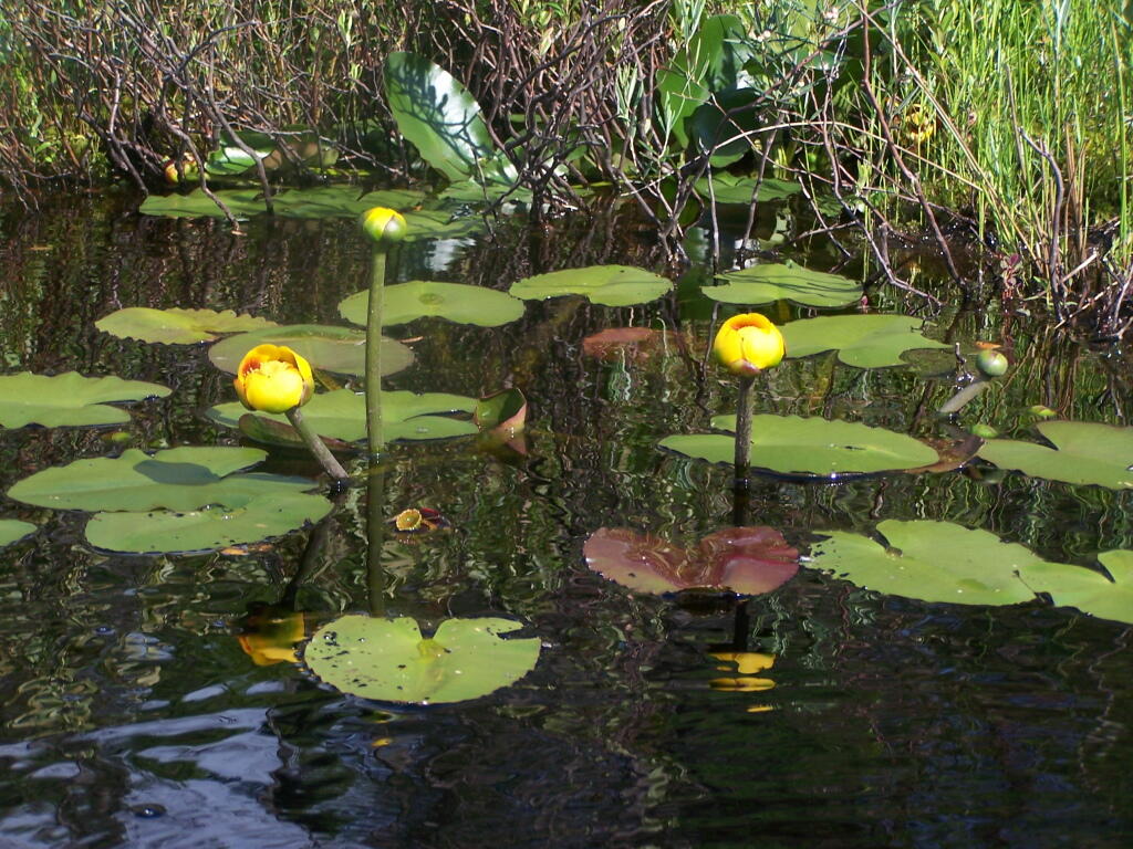 Photo: Pond Lillies