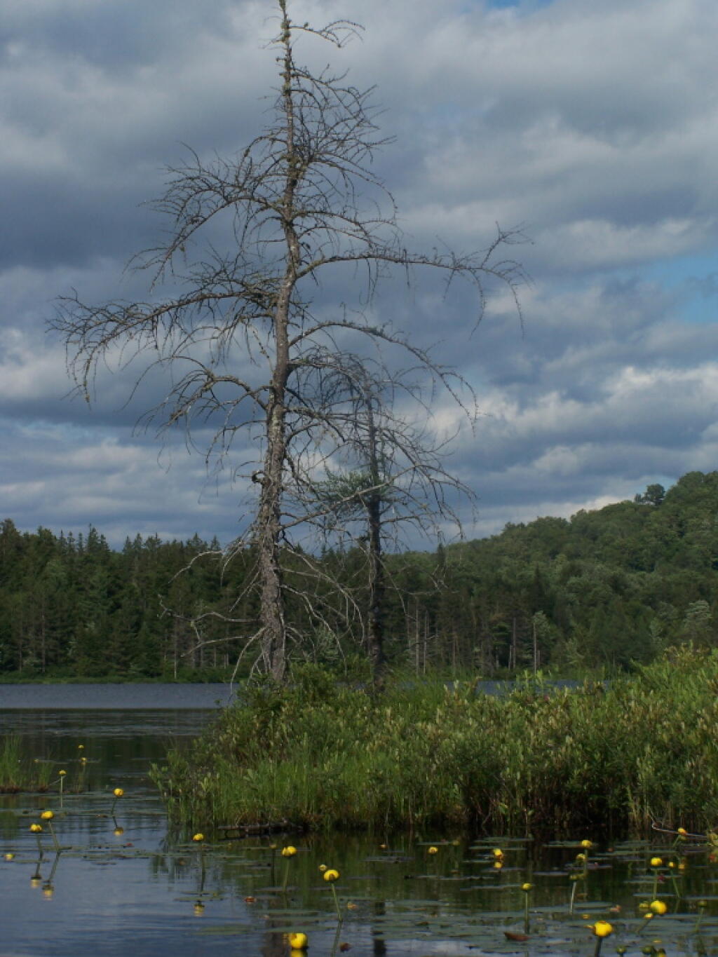 Photo: Tree Along Streeter Lake Outlet