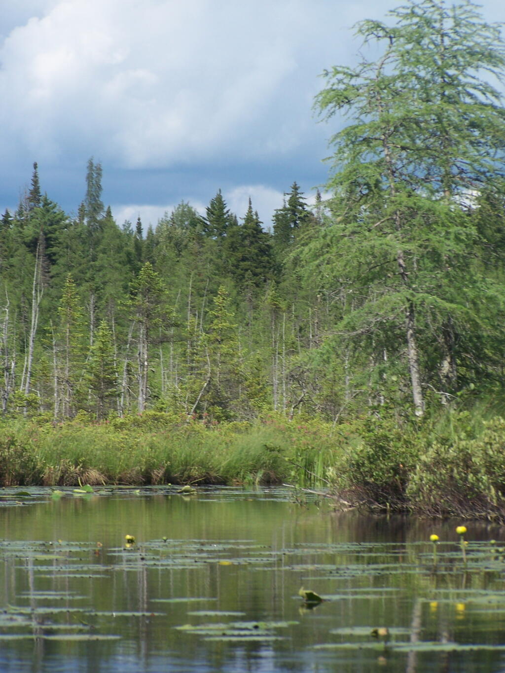 Photo: Splader Dack and Boreas Forest