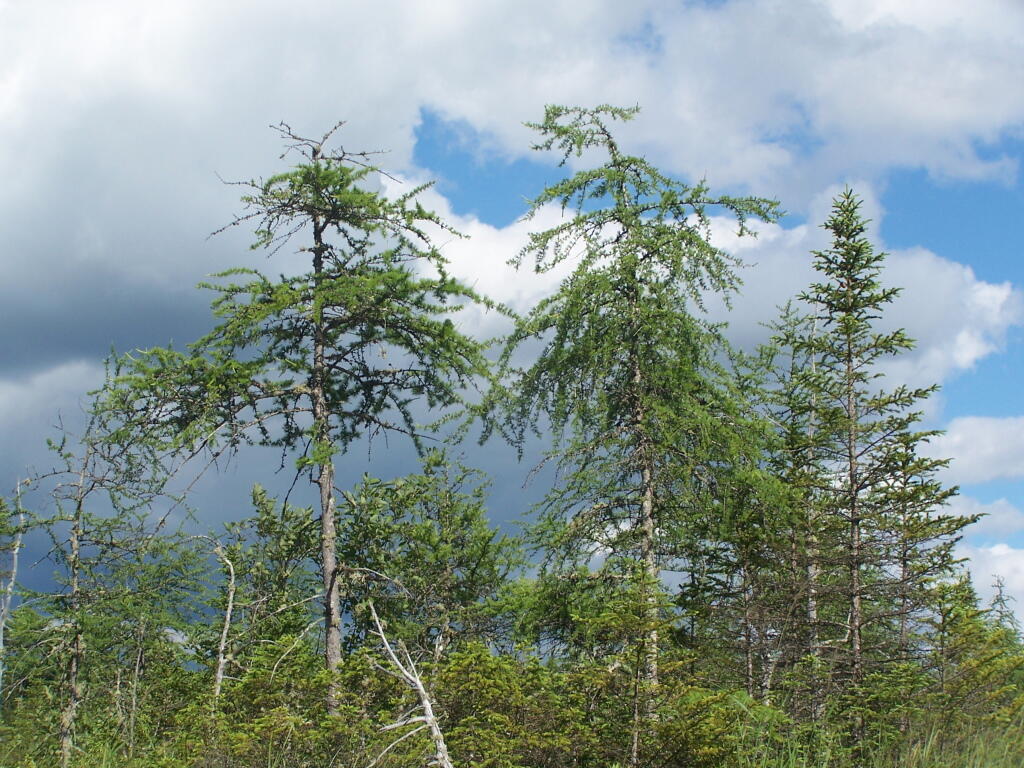 Photo: Boreal Trees