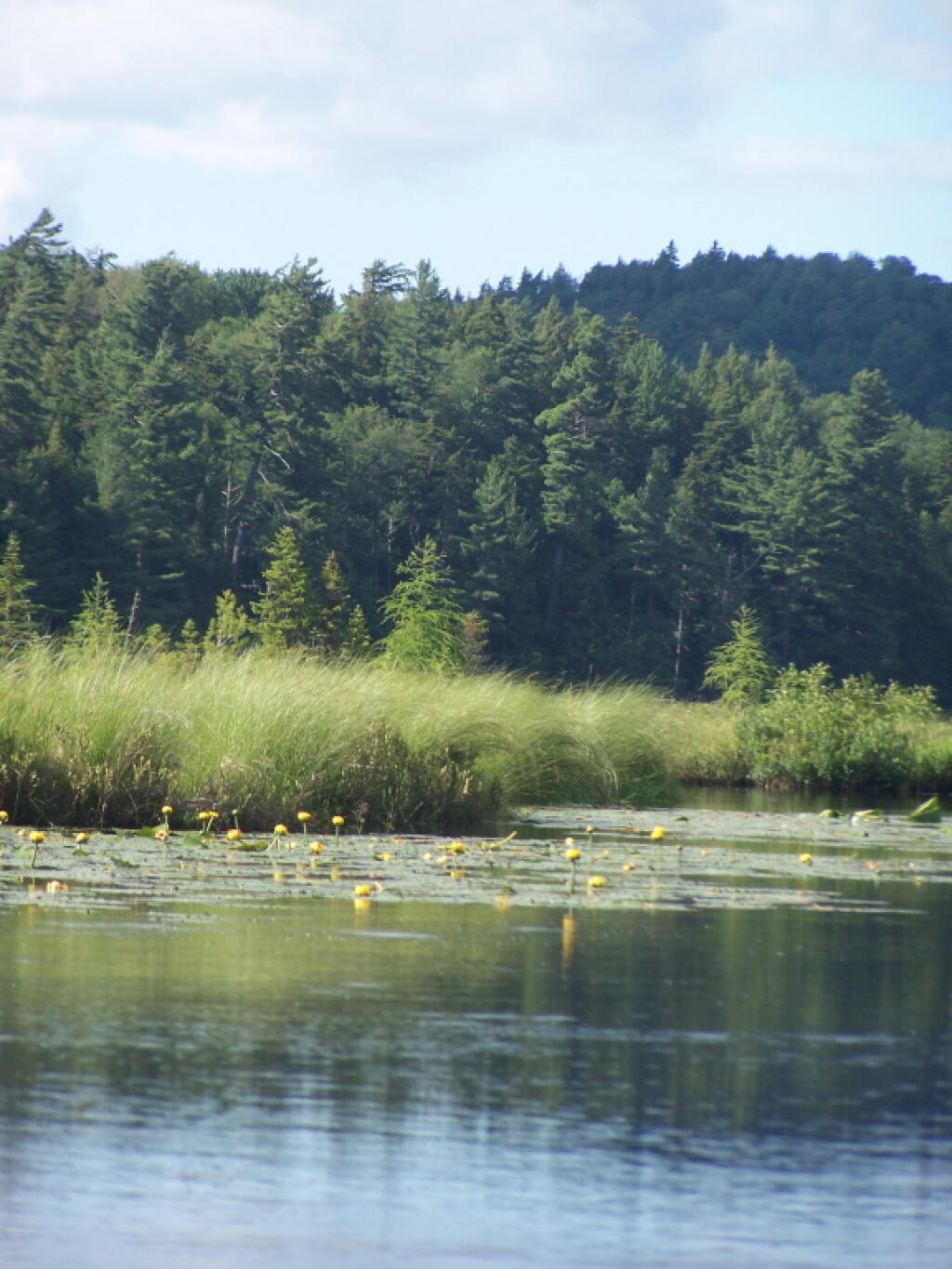 Photo: Southern Edge of Barnum Pond