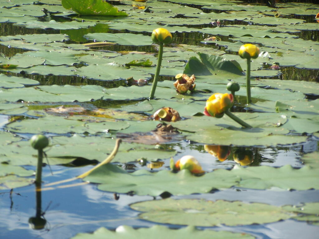 Photo: Spatterdock