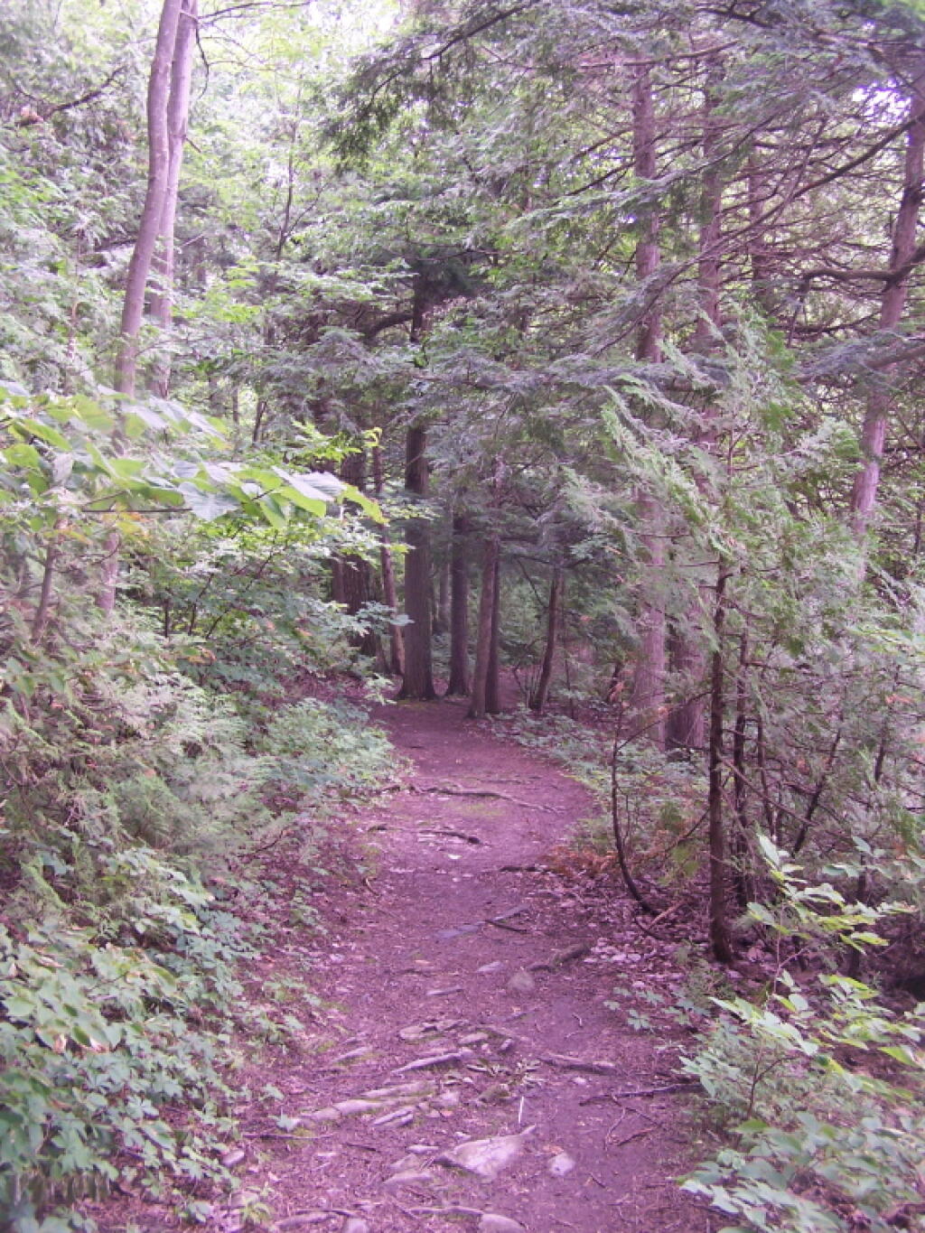Photo: Edge Trail on Long Pond