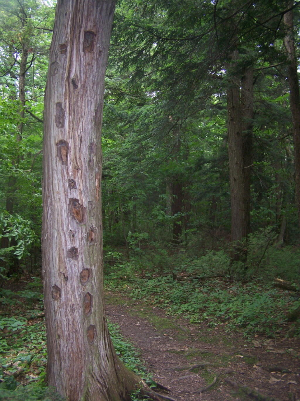 Photo: Woodpecker Holes