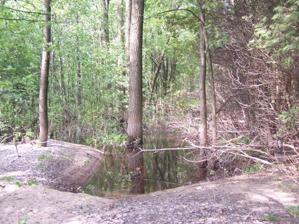 Photo: New Riperian Marsh
