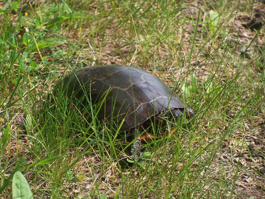 Photo: Turtle Right Along Camp Red Cloud Road