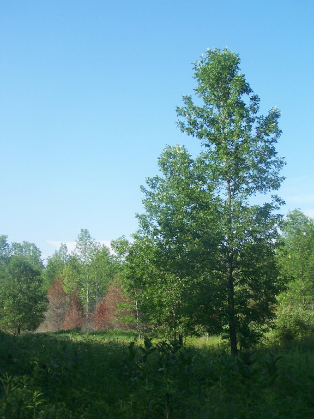 Photo: Tree