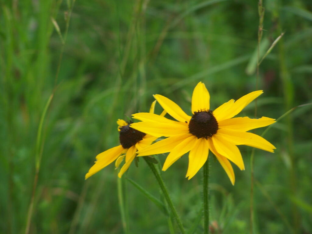 Photo: Black Eye Susans