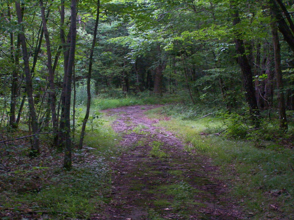 Photo: New Cut Over Trail