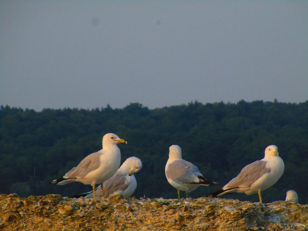 Photo: Gulls on the breakwater