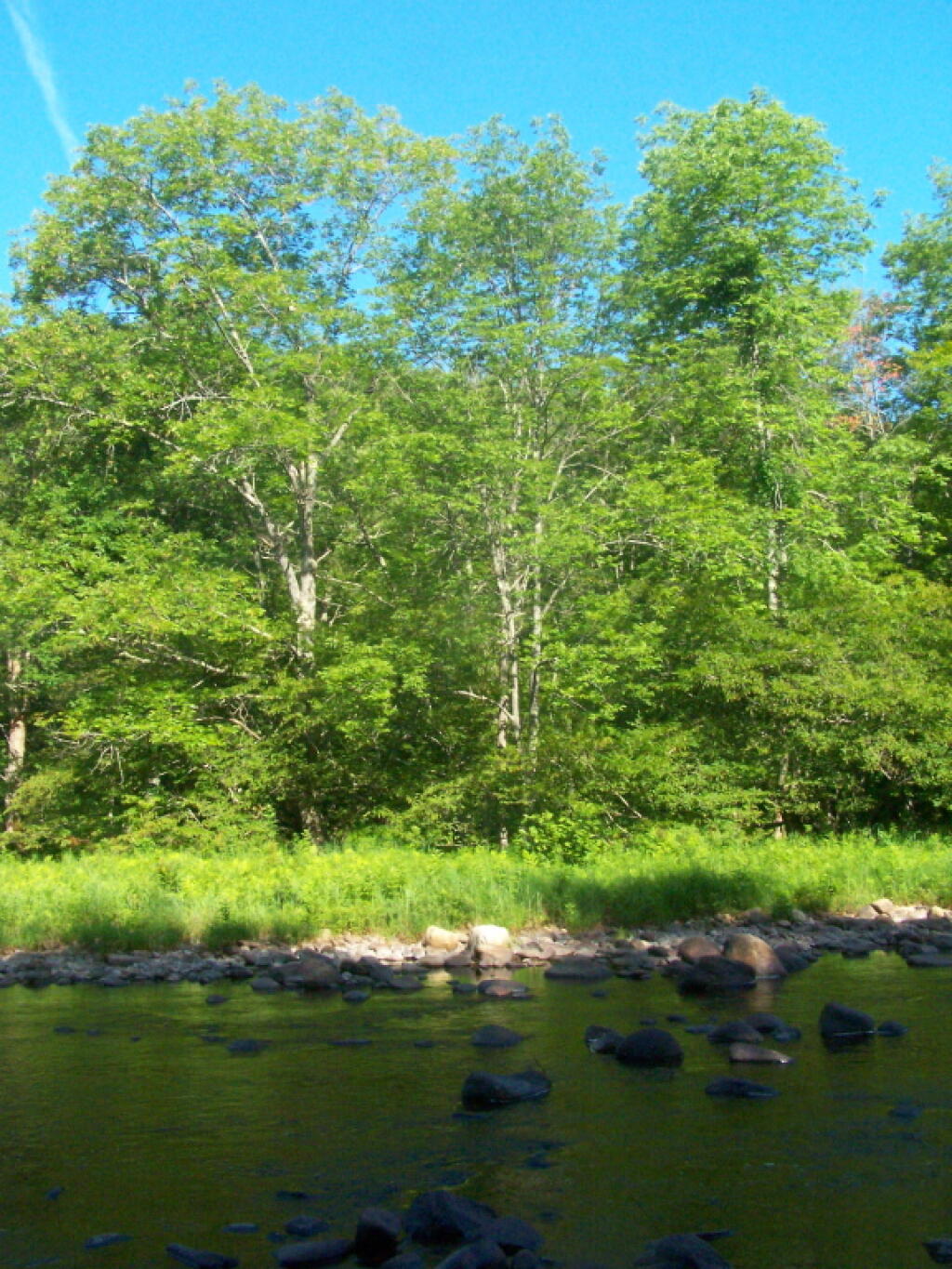Photo: Trees Along Stoney Creek