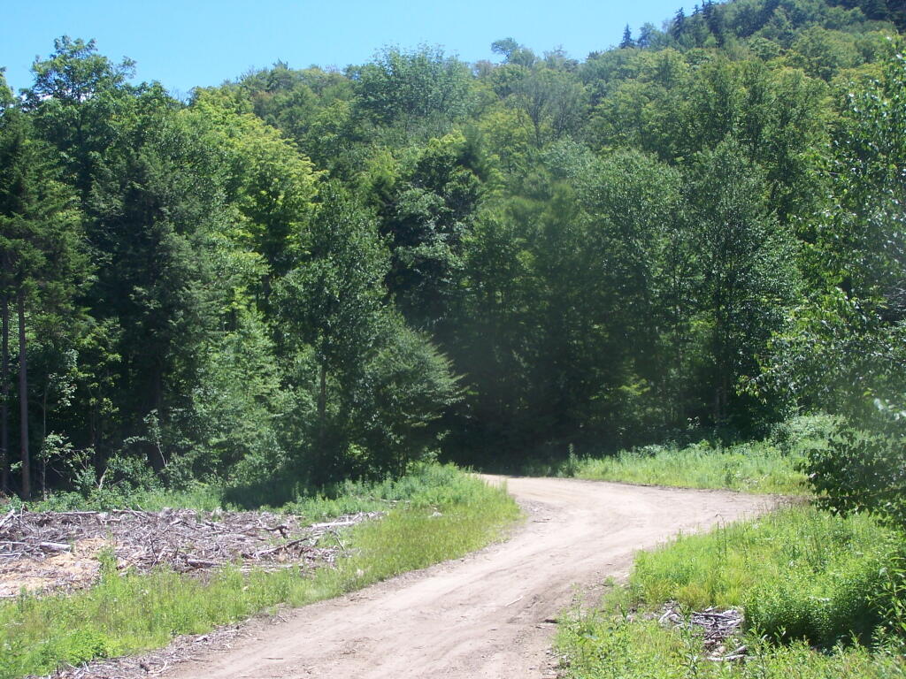 Photo: Recently Cut Area