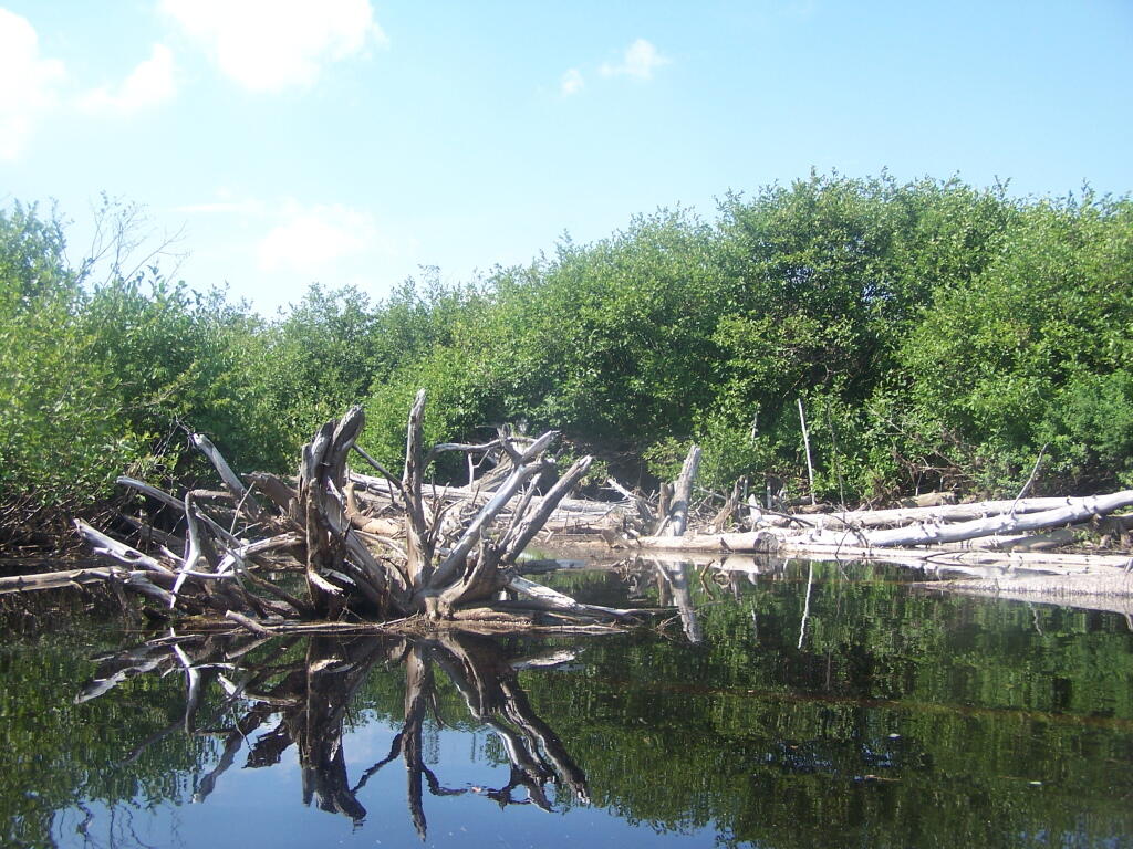 Photo: I Don't Want to Portage Around This Mess