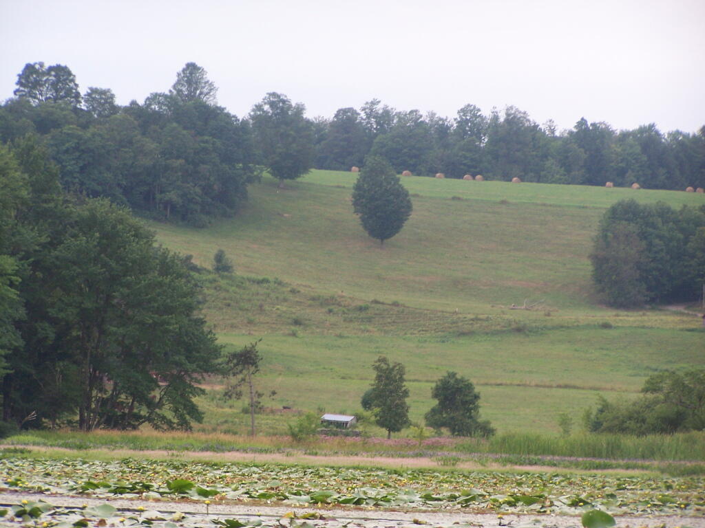 Photo: Farm Field Along Pond