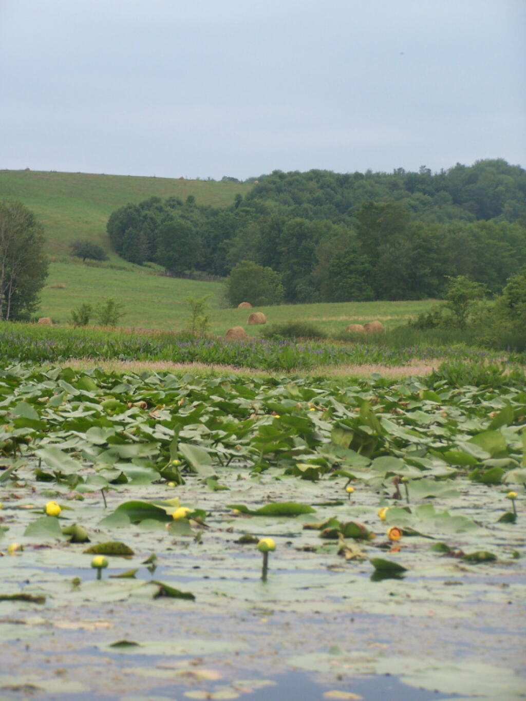 Photo: Lots of Splatterdock