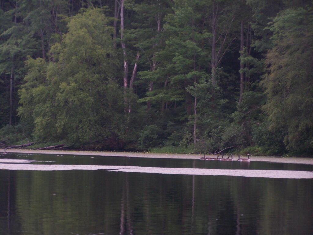 Photo: Geese