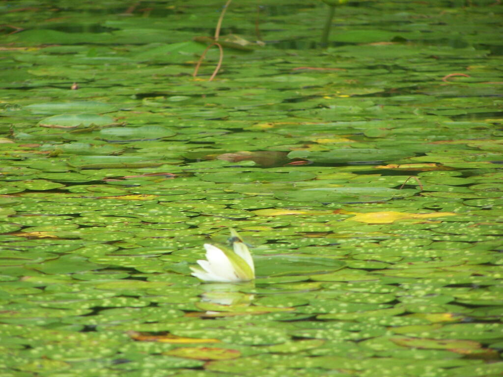 Photo: Flower on Lake