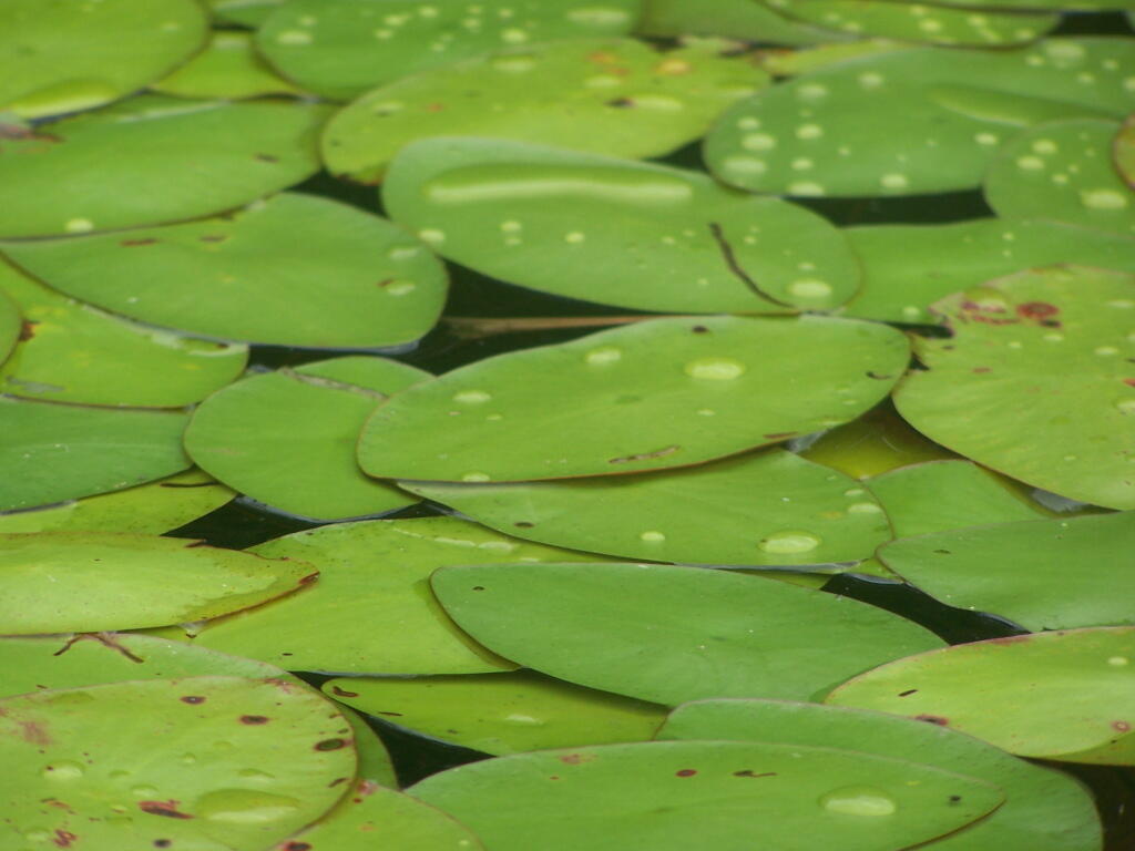 Photo: Rain Drops