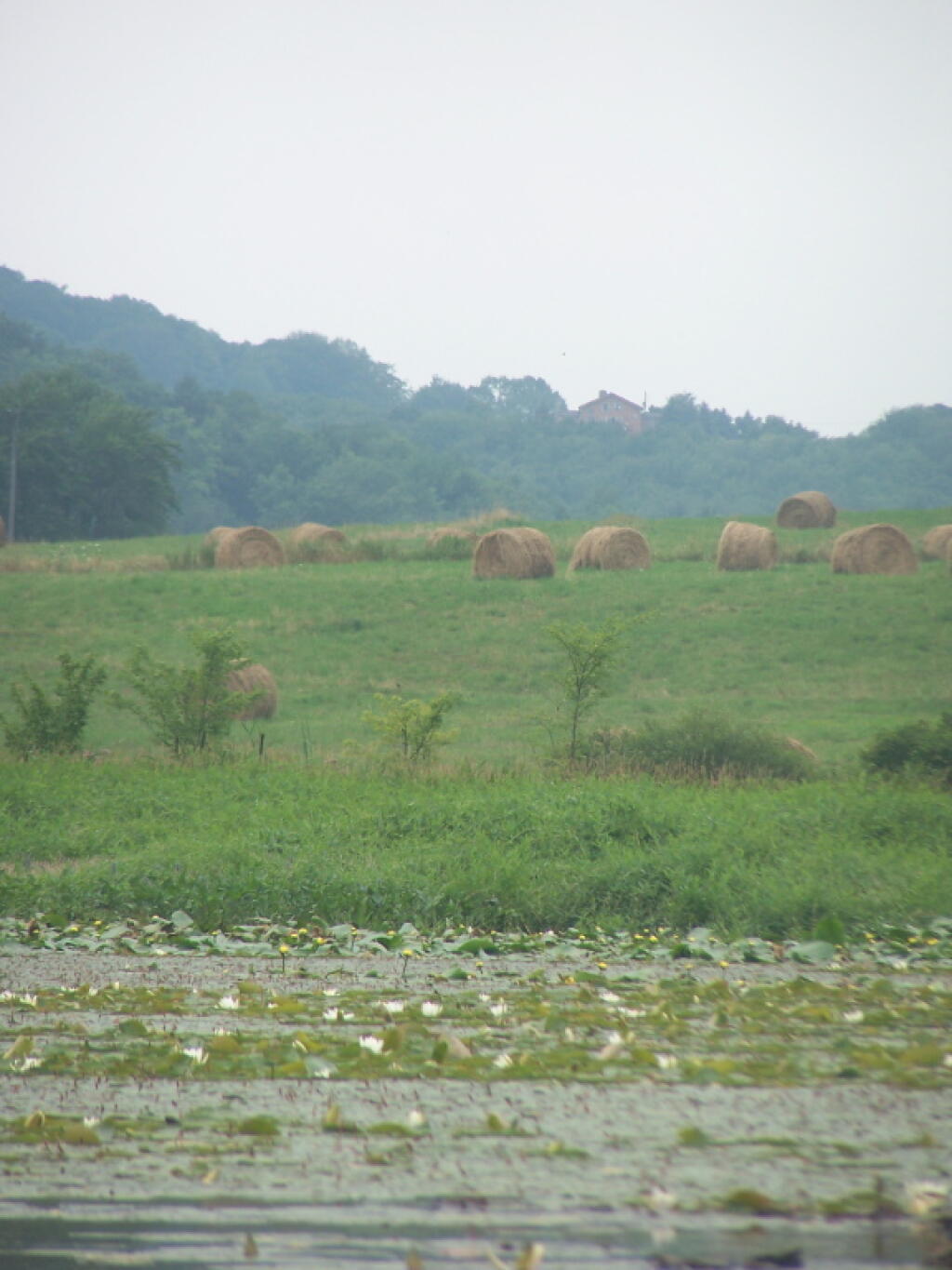Photo: Bailed Hay Along Pond