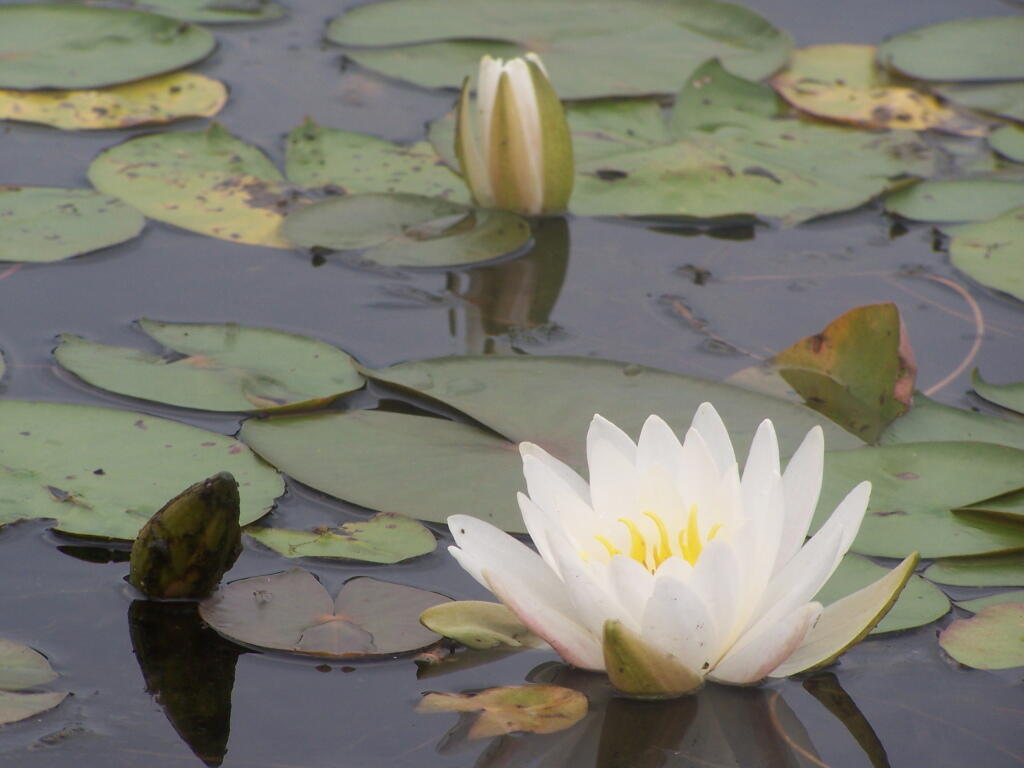Photo: Flowers