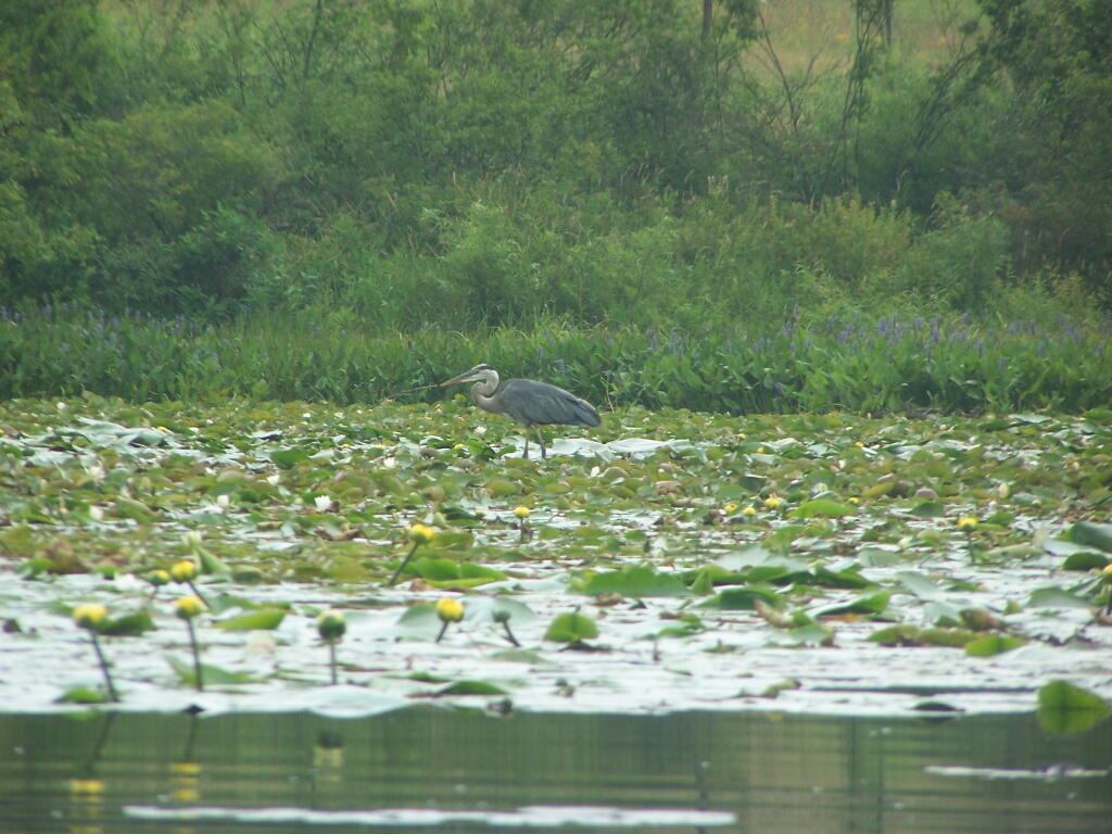 Photo: Great Blue Heron