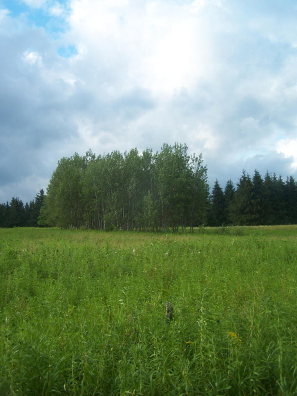 Photo: White Birch Planation