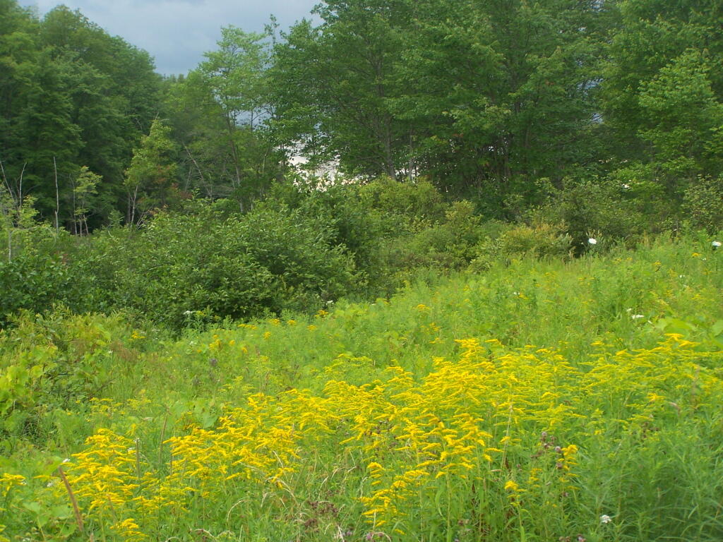 Photo: Golden Rod