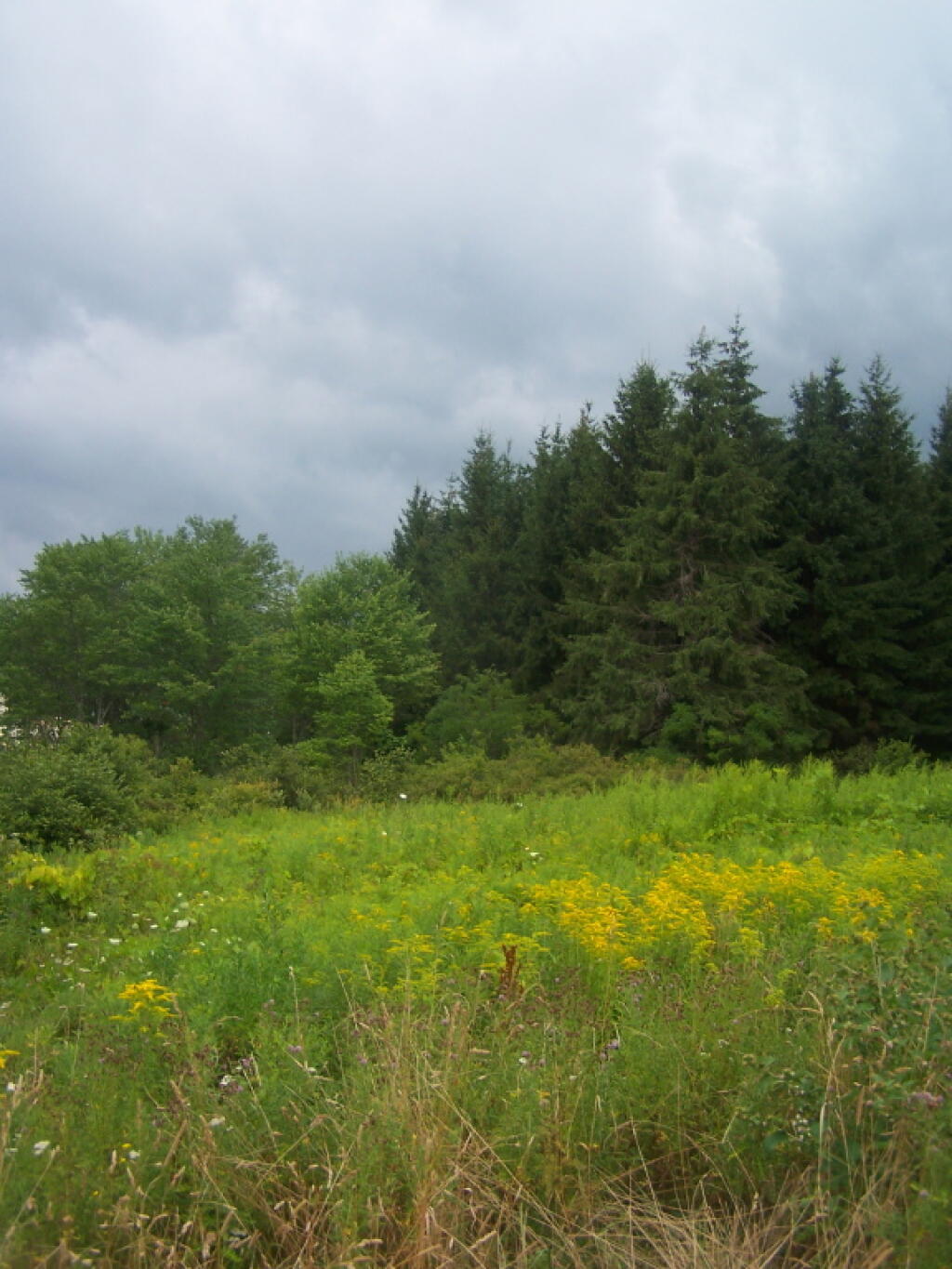 Photo: Golden Rod, Trees, Clouds