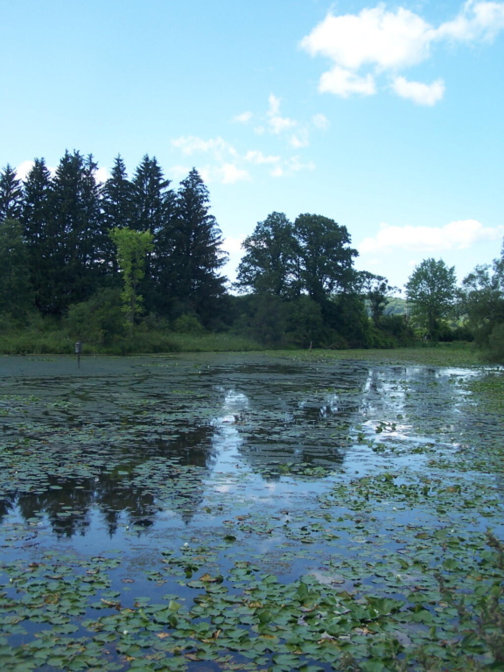 Photo: Filled With Splatterdock