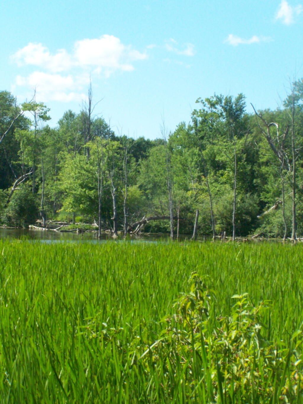 Photo: Green Marshy Area