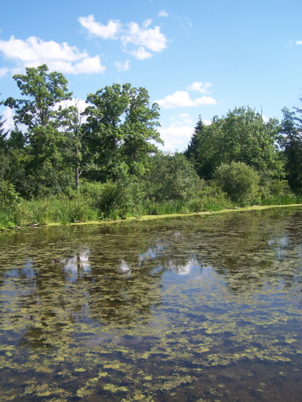 Photo: Trees on Marshy Ponds