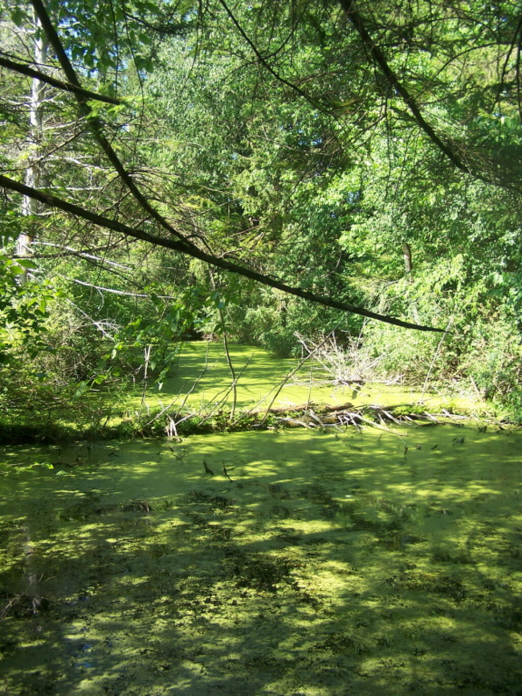Photo: Algea Covered Backwaters