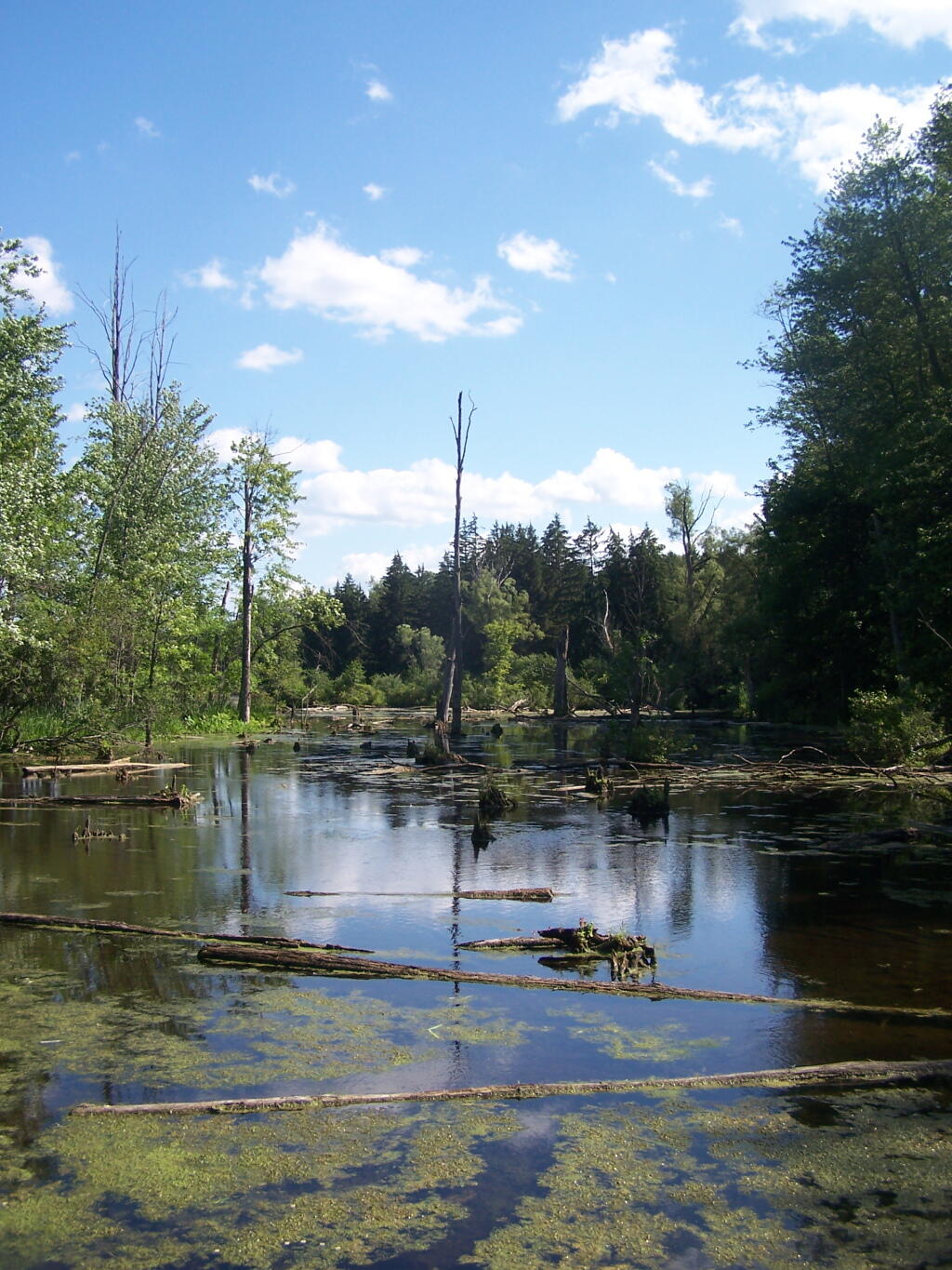 Photo: Edge of Pond