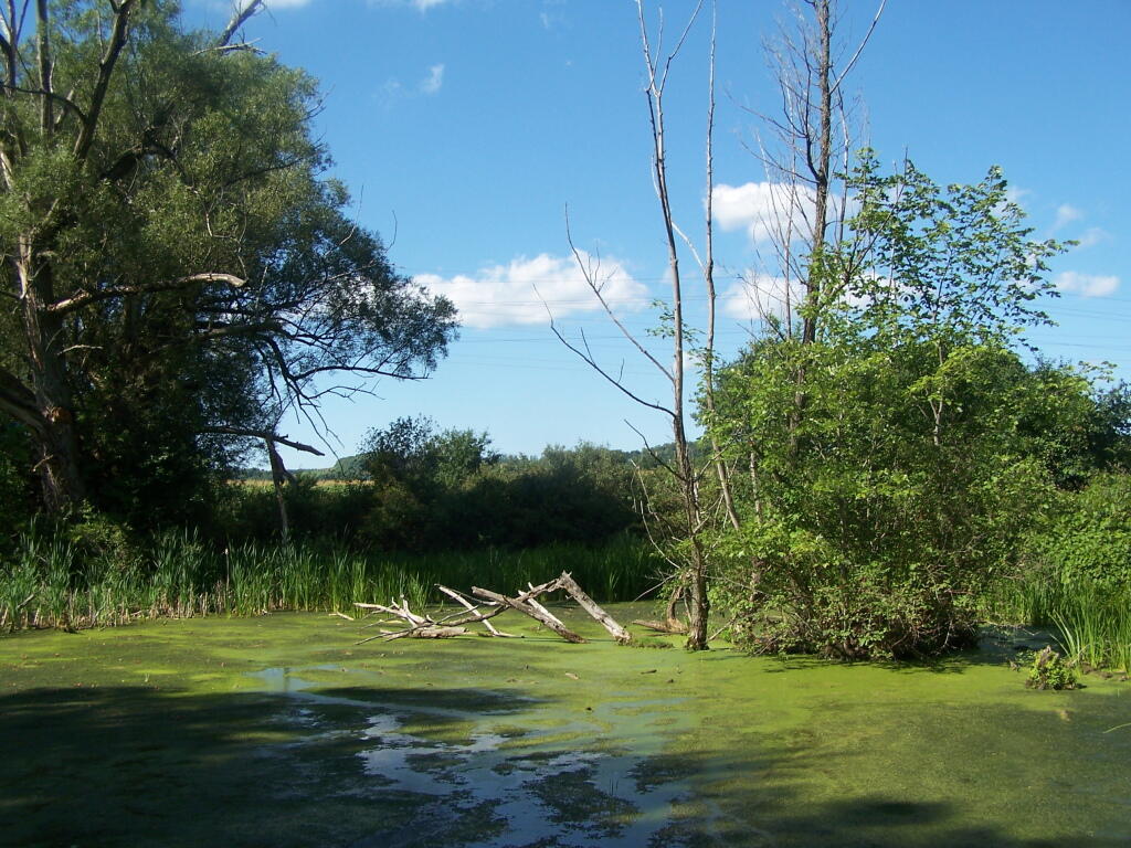 Photo: Another Algea Covered Pond