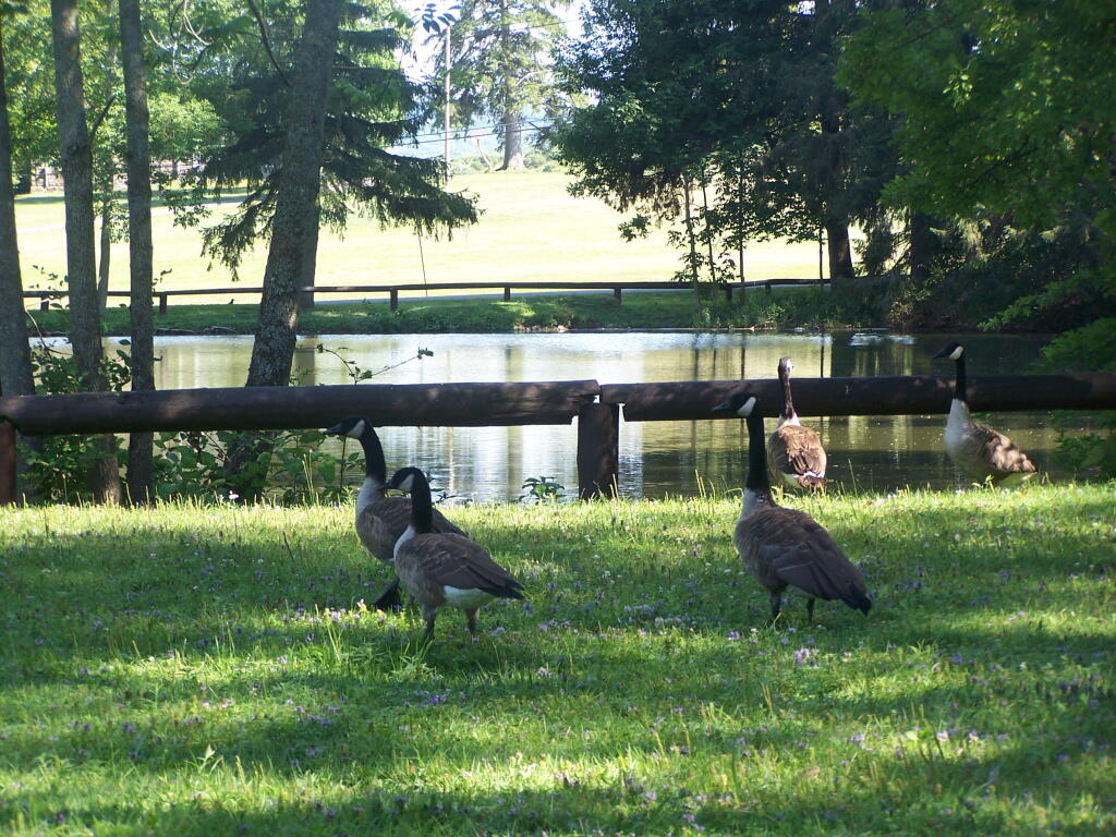 Photo: Canada Geese