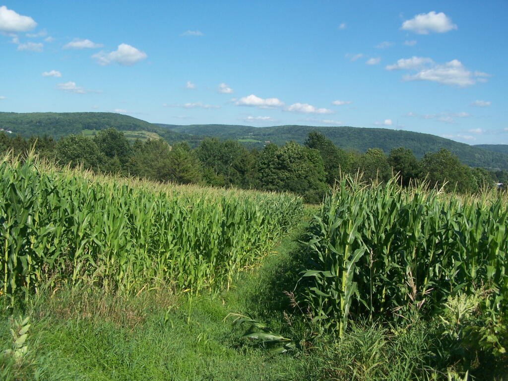 Photo: Row Through Corn